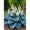 J, variant on Hosta-Plants For Planting - Premium Garden Stakes Perfect for Borders - Striking Garden Elegance Decoration -