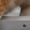 Grey, variant on PetPivot AS12 Automatic Cat Litter Box Self-Cleaning with Safety Protection, Liners, Front Entry Step Included, Full Grey