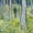 Undergrowth With Two Figures, variant on Elephant Stock Undergrowth With Two Figures Wall Art - Horizontal Multi Panel Canvas - Living Room Wall Decor - Nature Multi Panel - Green And Blue Decor By Vincent Van Gogh - 26" x 12"