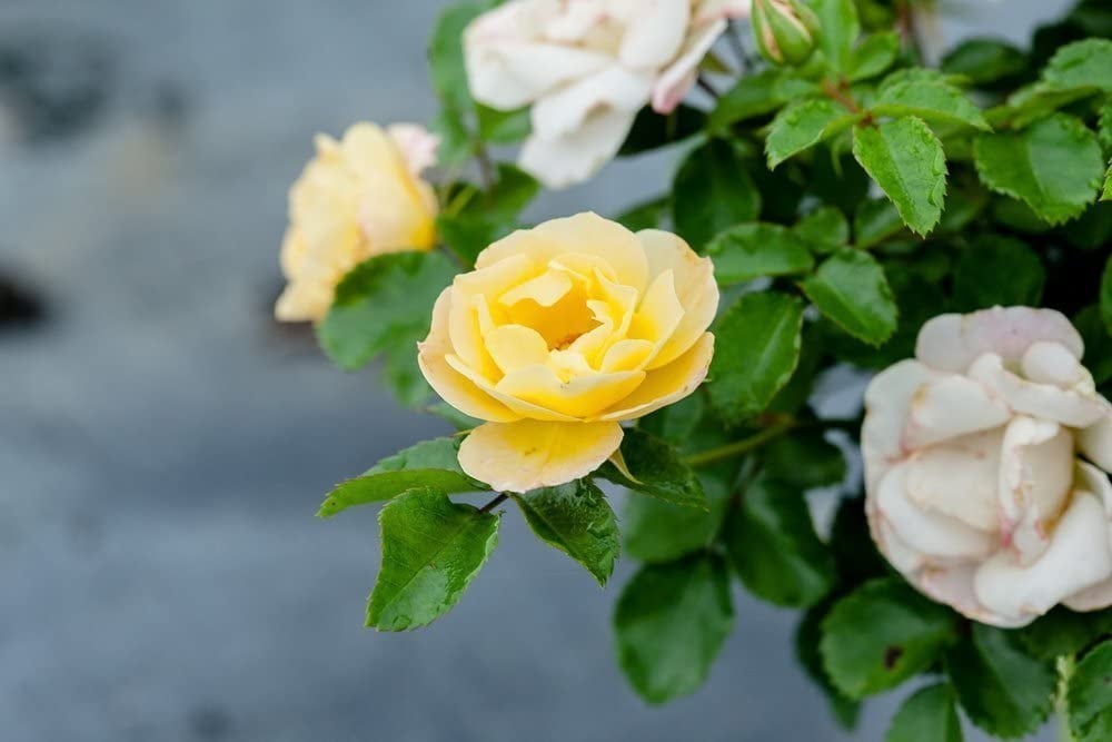 3 Gal. Popcorn Drift Rose Bush Showy Colorful Roses