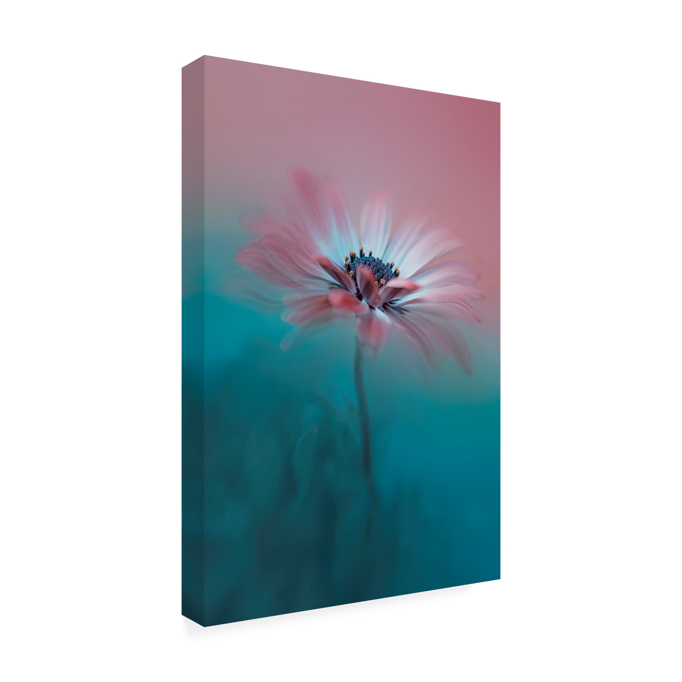 Trademark Fine Art Lydia Jacobs Pink Magic Canvas Wall Art