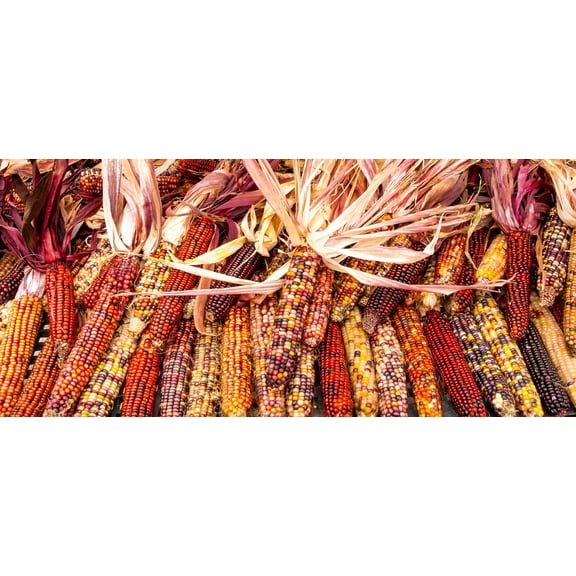100 Seeds Ornamental INDIAN CORN WAMPUM Mixed Colors Zea Mays Vegetable Seeds
