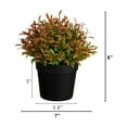 thumbnail image 3 of 6in. Artificial Grass Plant in Black Pot - Set of 2, 3 of 8