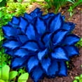 thumbnail image 2 of Midnight Blue Hosta-Midnight Blue Heart-Home Decoration for Planting Now-Premium Garden Stakes Perfect for Borders, 2 of 8