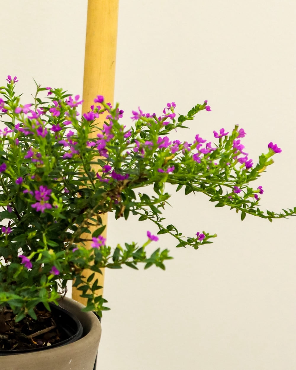 Better Homes & Gardens 1QT Mexican Heather Purple Annual Live Plant