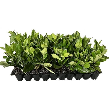 Viburnum Suspensum - 50 Live Plants - Evergreen Privacy Hedge