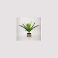 thumbnail image 1 of Plante tropicale en pot de Lerman Decor, 1 of 4