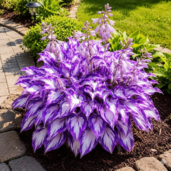 H-osta - Excellent Display, Easy Grow-Garden All Year, Ideal for Beds Borders, Plant Pots & Planters