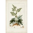 thumbnail image 2 of Art.com Antique Turpin Botanical III Art Print by 0 Turpin, 12" x 18", 2 of 4