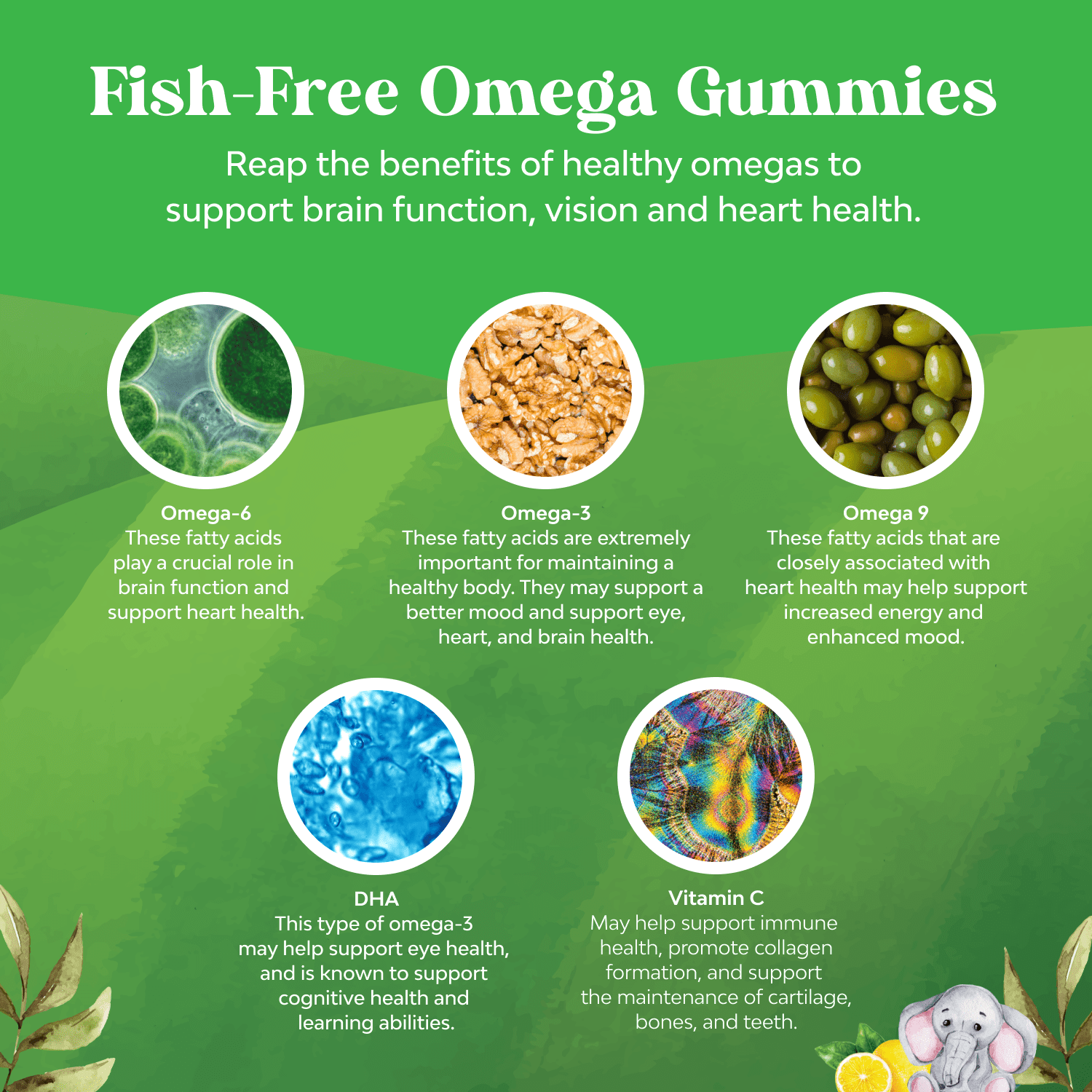 Vegetarian Omega 3 Gummies for Kids – Vision, Immunity & Focus Support