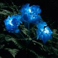 thumbnail image 1 of Muyoka Hortensia Flor Luz LED Flor Luces solares Impermeable Hortensia solar Luces Decoración para patio Jardín Patio trasero Muyoka Hogar, 1 of 7