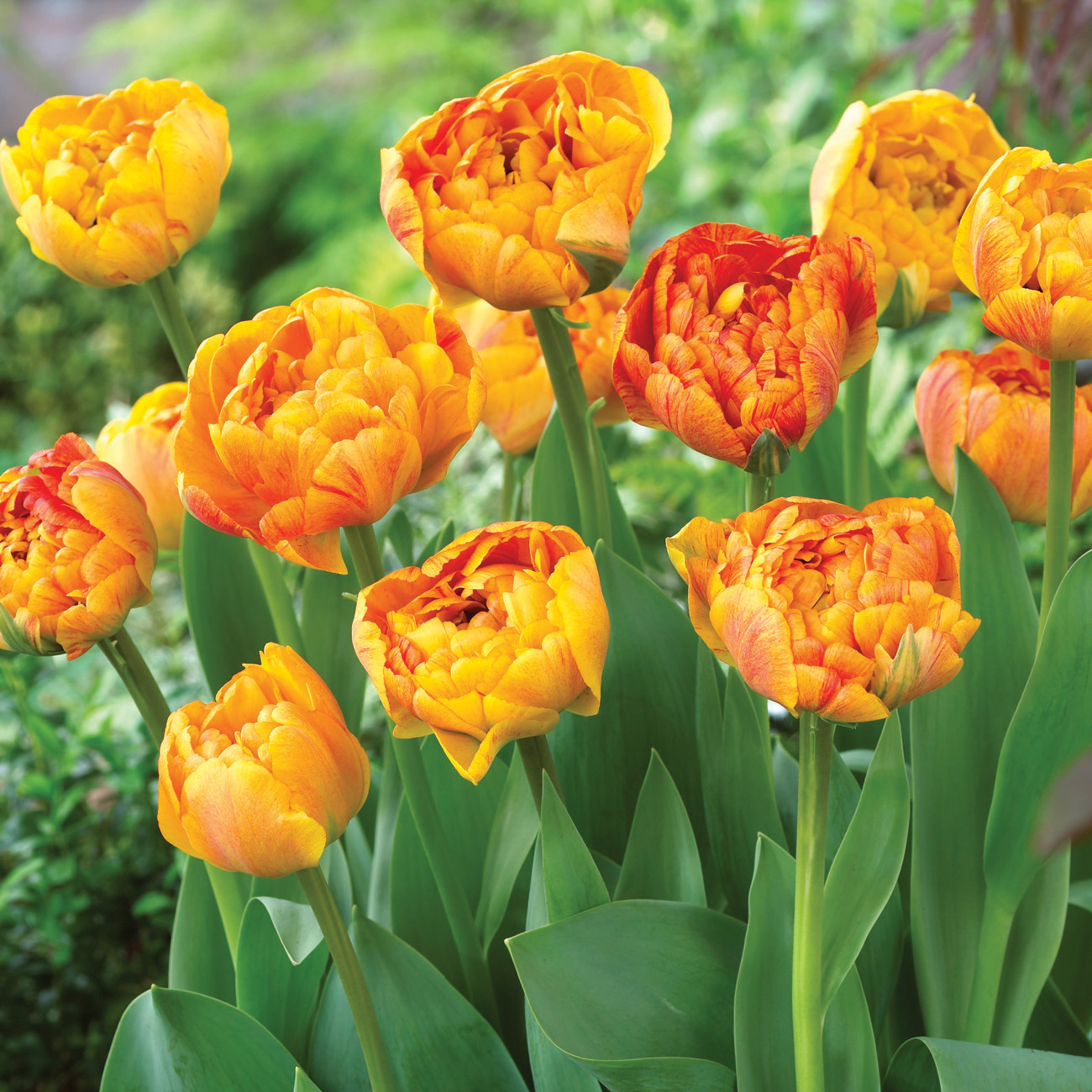 Van Zyverden Tulip Sun Lover Dormant Flower Bulbs, Full Sun, Orange - image 2 of 10