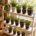 thumbnail image 4 of Clear Plastic Nursery Pot 6in with Drainage Holes Transparent Seedling Cup for Garden Yard Plant Growing, 4 of 6