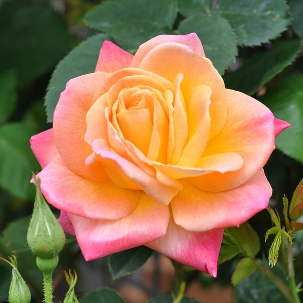 Heirloom Roses Joseph's Coat Climbing Rose Bush, Multi-Colored