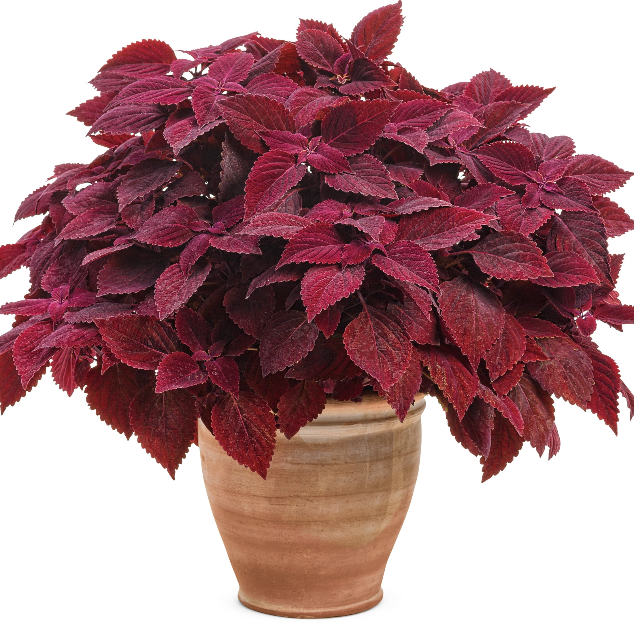 Proven Winners 4" Red ColorBlaze Rediculous Coleus Live Plant in 4.25" Pot (4 Count)