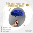 thumbnail image 2 of Jumbo Preserved Colombian Hydrangeas (Real Flower) (Royal Blue) Royal Blue-, 2 of 8