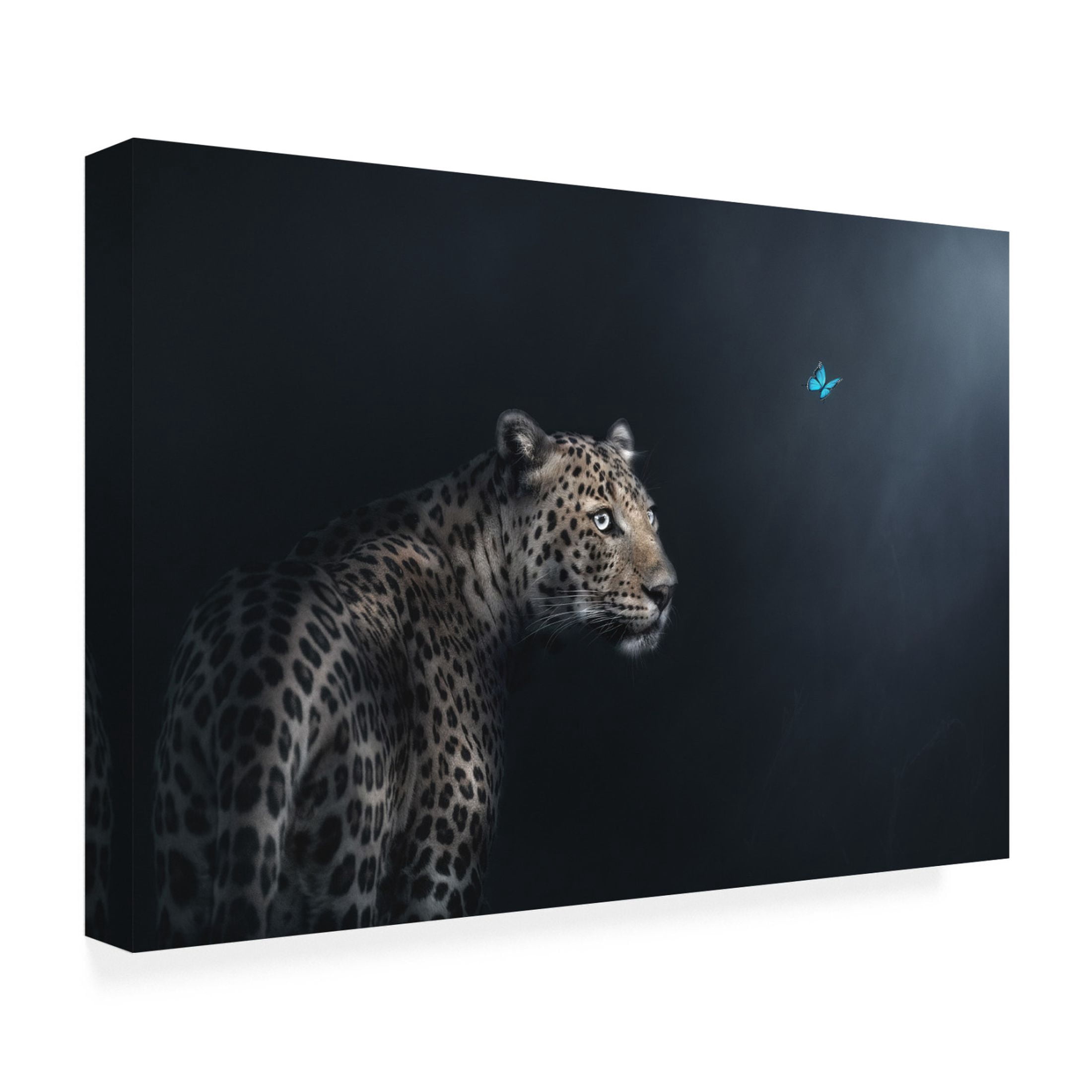 Trademark Fine Art Jayanta Guha Imagination Canvas Wall Art