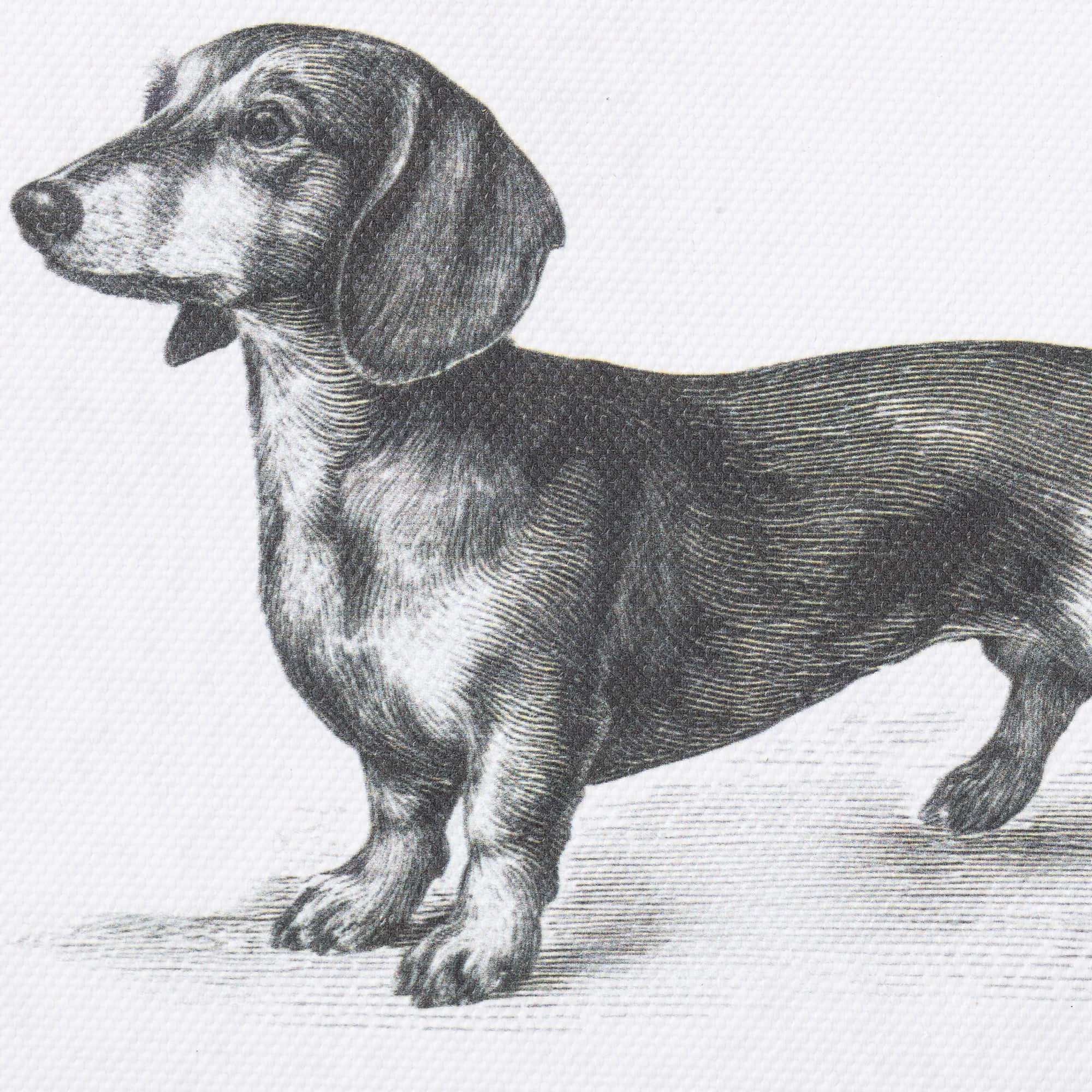 My Texas House Spring Art Dachshund Drawing Framed Canvas w/Velvet Hanger 8x6