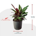 thumbnail image 3 of Andersen Farms Calathea Lancifolia Live Plant Indoor/Outdoor in 10 in Plastic Grower Pot, 3 of 4
