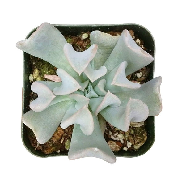 Echeveria Topsy Turvy (2"  Plastic Pot) - Tiny, Lovely, Easy to Care Succulents - Live Succulents for Home Office