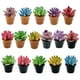 thumbnail image 1 of KAKOWELY 16 piezas de plantas en maceta en miniatura, mini suculentas, modelo de decoración para el hogar., 1 of 5