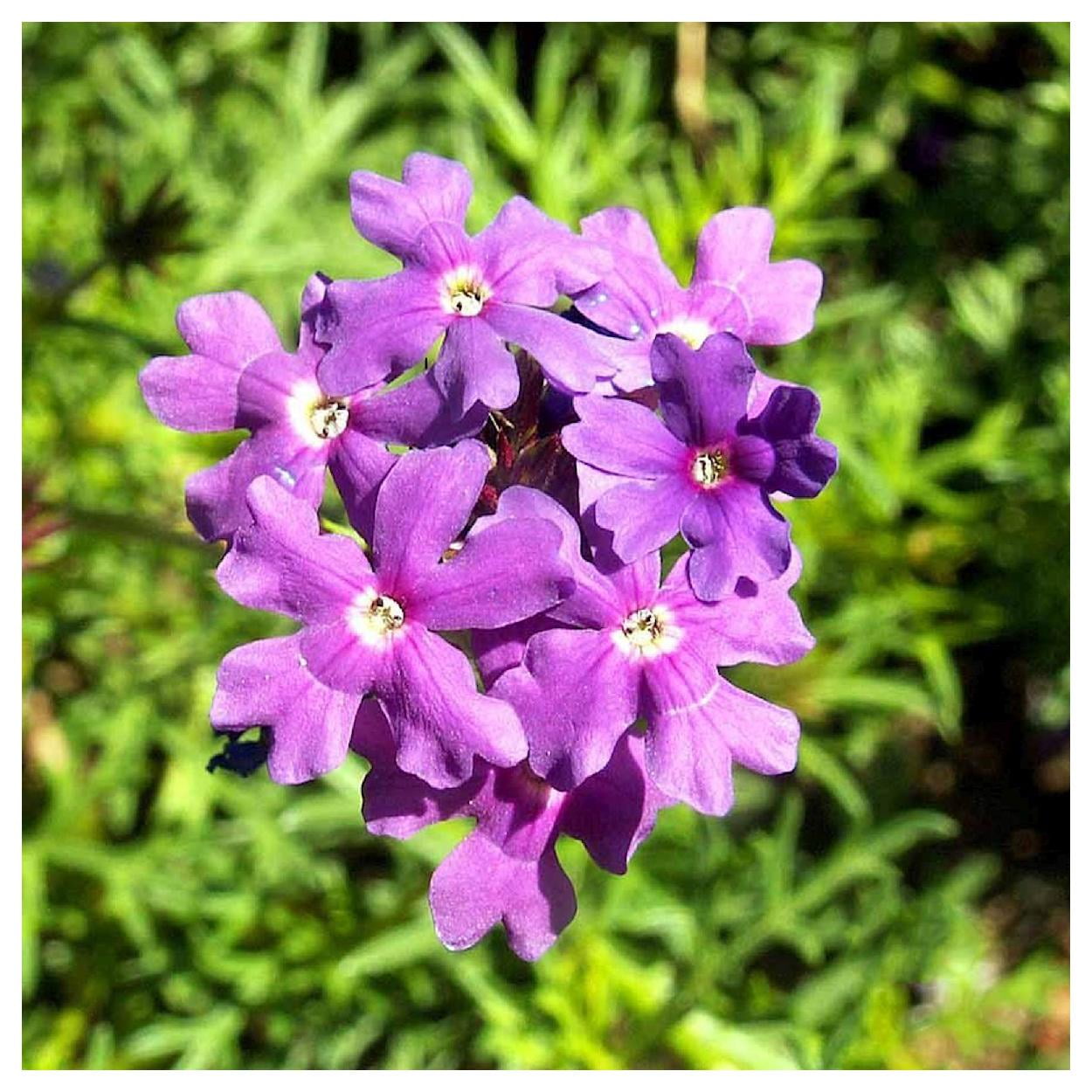 Everwilde Farms - 1/4 lb Moss Verbena Garden Flower Seeds - Gold Vault Bulk Seed Packet