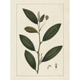 thumbnail image 2 of Silva, John 25x32 White Modern Wood Framed Museum Art Print Titled - Custom Silva Leaves V (ASH), 2 of 4