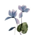 thumbnail image 3 of Stalus, Judy 15x18 Black Modern Framed Museum Art Print Titled - Xray Cyclamen, 3 of 5