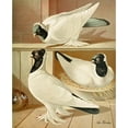 thumbnail image 3 of Gustav Prütz 12x14 Black Modern Framed Museum Art Print Titled - C. Gyratrix Coloriceps (1884-1886), 3 of 5