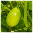 thumbnail image 5 of Everwilde Farms - 40 Tatume Summer Squash Seeds - Gold Vault Seed Packet, 5 of 5