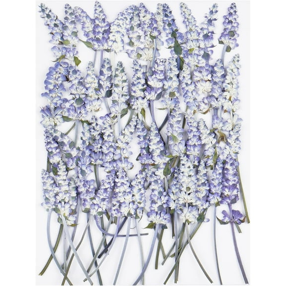 Triani 50Pcs Lavender Dried Pressed Flowers for Crafts Dry Flower Kit for Wedding Invitation Accessories Pressed Flowers for Resin Frame Art Scrapbooking