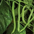 thumbnail image 4 of Burpee Bush Blue Lake 274 Garden Bean, Annual Vegetable Seed, Heirloom Variety, Full Sun, 4 of 6