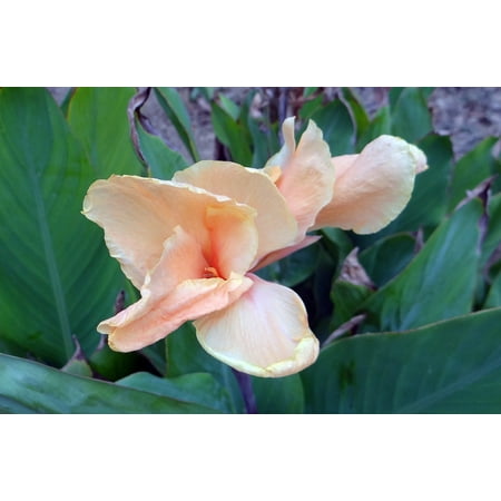 Canvas Print Plant Canna Peach Cannaceae Canna Lily Flower Stretched Canvas 10 x