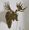 Eugene, variant on Animal Wall Decor Collection, 1 Piece Choose from 9 Designs or 9-Piece Set, Antique Gold Wall-Mounted Sculpture, Home Decor Gift