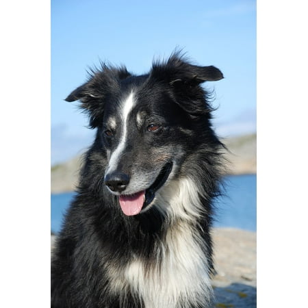 Border Collie Black And White - framed art for your wall dog black and white border collie 10x13 frame