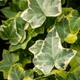thumbnail image 3 of Variegated Ivy Plant, 4 Inch Pot, Hardy English Ivy Groundcover Houseplant, 3 of 5