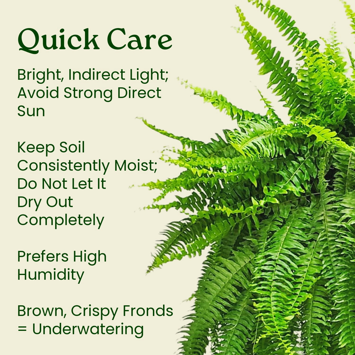 Tropical Plants of Florida 12" Boston Fern Hanging Basket with 34" Overall Spread; Partial Sunlight, Hanging Plant, Sword Fern