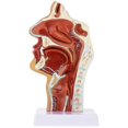 thumbnail image 1 of Anatomical Nasal Cavity Model with Pharynx & Larynx - Detailed Educational Tool for Medical Students & Professionals, 1 of 5