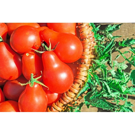 100 Seeds RED PEAR TOMATO Lycopersicon Heirloom Indeterminate Fruit Vegetable Seeds