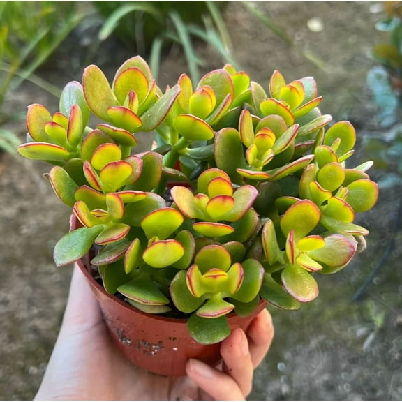 Live Crassula Ovata Plant - Jade Plant - Money Plant - Lucky Plant - House Plant - 4 Inch Pot