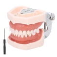 thumbnail image 3 of Modelo de dientes dentales, modelo de dientes desmontables Simulación Modelo de dientes desmontables Modelo de dientes de enseñanza Diseño aerodinámico, 3 of 8
