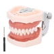 thumbnail image 3 of Modelo de Dientes dentales, Modelo de dentadura, Modelo de Dientes estándar Desmontable, demostración de tipodonto con Destornillador para la práctica docente Ecomeon  no, 3 of 6