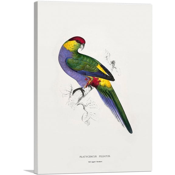 ARTCANVAS Red-Capped Parakeet Canvas Art Print by Edward Lear - Size: 12" x 8" (0.75" Deep)