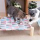 thumbnail image 3 of Cama portátil elevada para mascotas para gato, perro, verano, transpirable, desmontable, gato, gatito, cachorro, nido, hamaca, lona duradera, soporte de madera de pino, uso interior o exterior, 21 x, 3 of 6