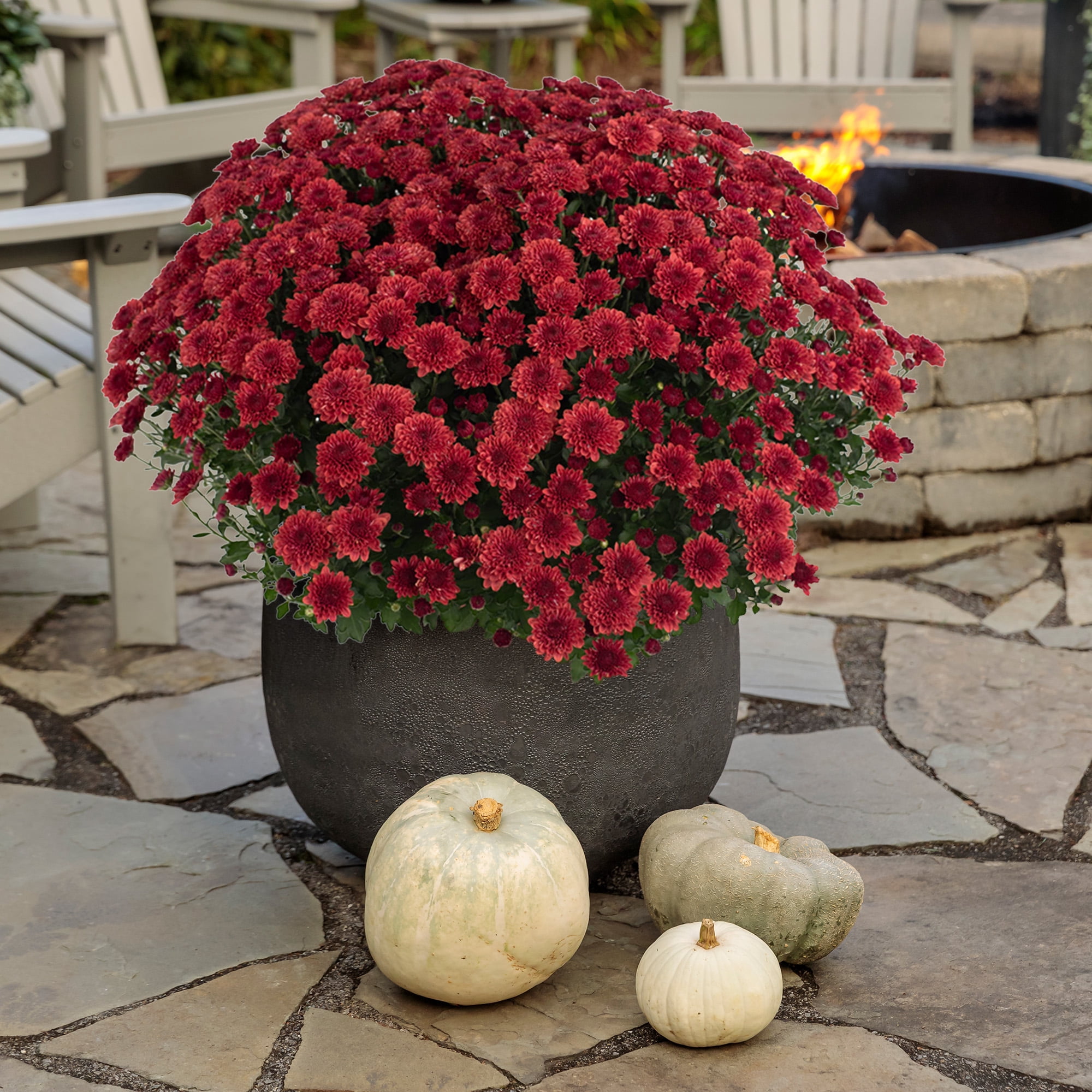 Expert Gardener Red Mum Live Plant, 3 Quart Grower Pot, Full Sun