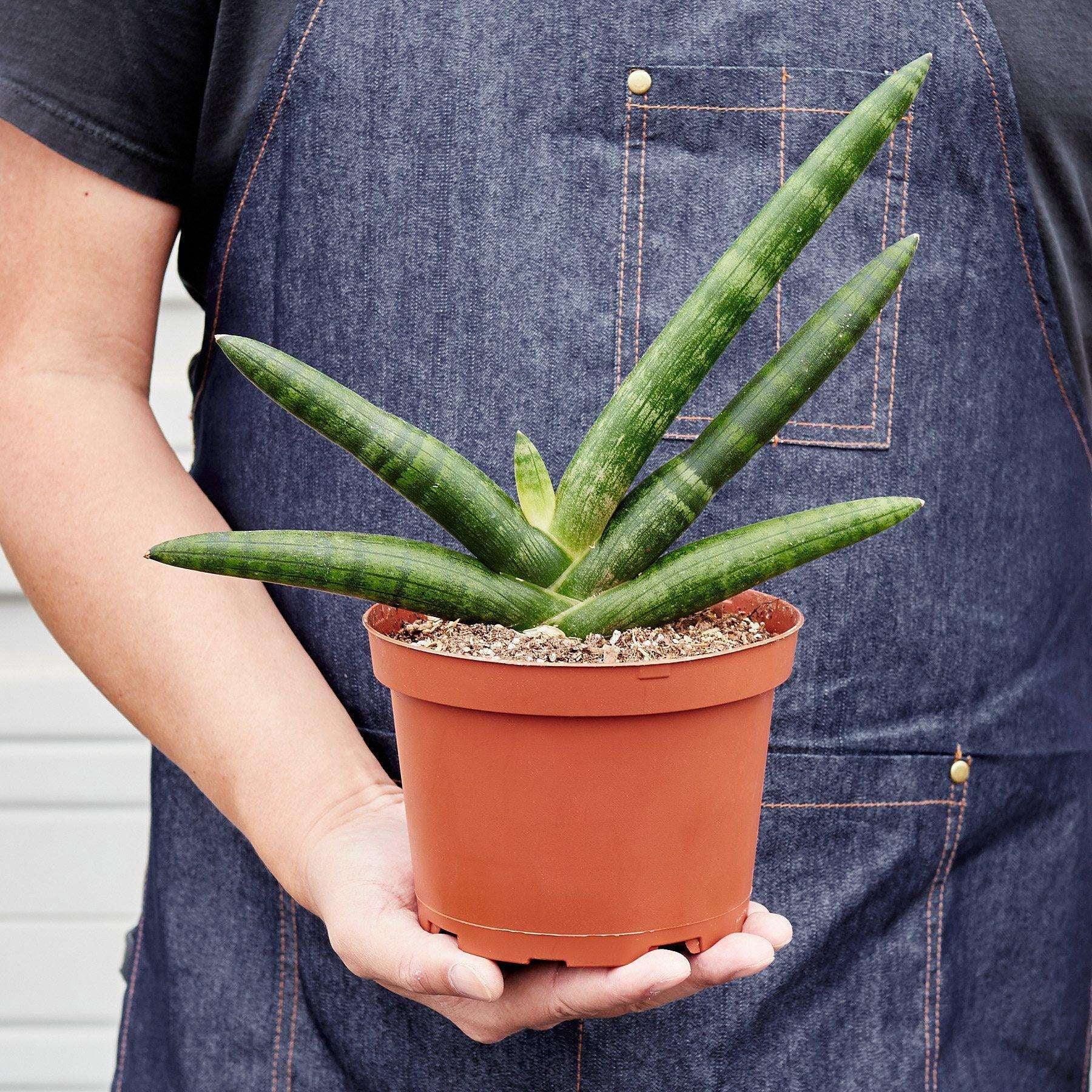 Snake Plant Starfish Live Plant for Indoor | Different Houseplants in 4'' & 6'' Pot | Real House Plant for Living Room, Office, Desk & Bathroom | Sansevieria Cylindrica