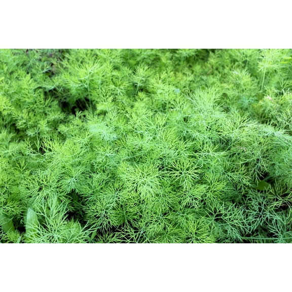 2500 BOUQUET DILL Anethum Graveolens Herb Flower Seeds