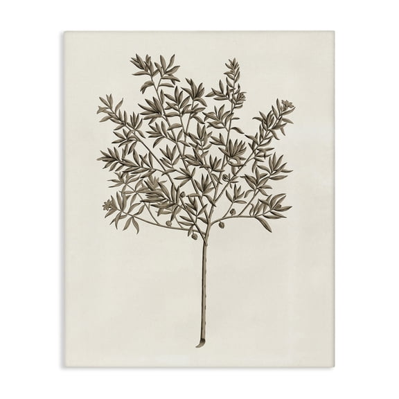 Stupell Industries Traditional Vintage Study of Olive Tree Canvas Art, 16 x 20, by Phillipa Katz