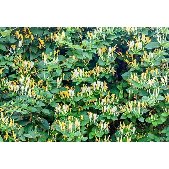 Winter Honeysuckle -10 Seeds - See Listing Below --Container Ornamental- Lonicera maackii