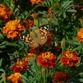 thumbnail image 2 of The Old Farmer's Almanac Petite Mixture Marigold Seeds - Premium Non-GMO, Open Pollinated, USA Origin, Flower Seeds - 1 Gram, 2 of 8